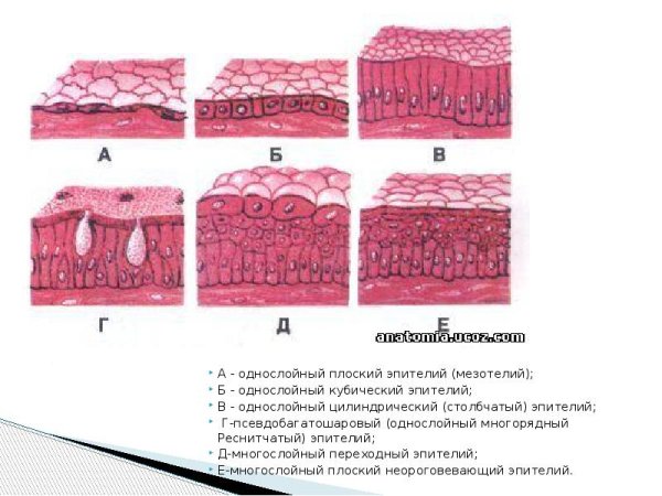 Однослойный многорядный цилиндрический эпителий