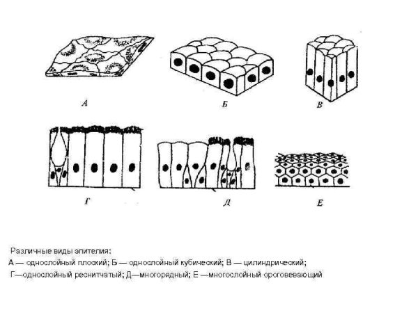 Однослойный однорядный эпителий