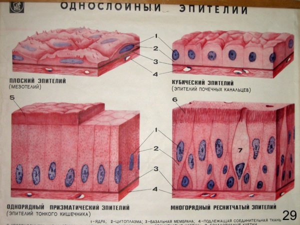 Функции однослойной кубической эпителиальной ткани