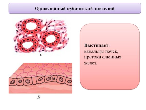 Эпителиальная ткань однослойный плоский