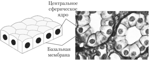 Рис 13 эпителиальные ткани