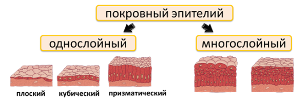 Гистологические препараты однослойного цилиндрического эпителия