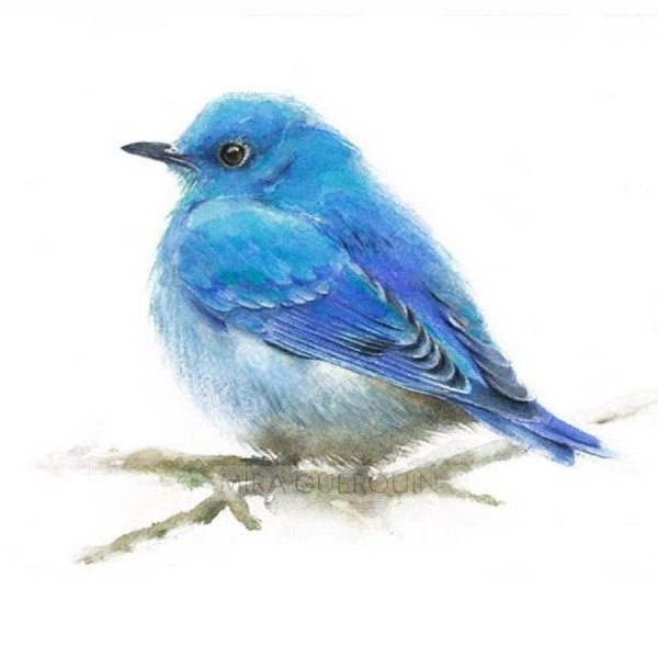 Синяя птица