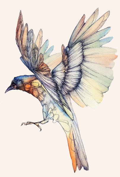 Птицы Графика