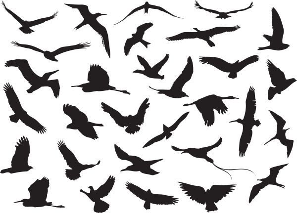 Силуэт летящей птицы