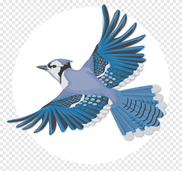 Блю Джейс птица