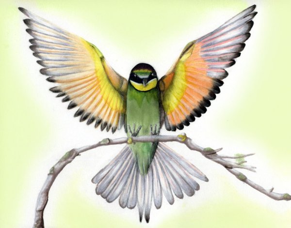 Птица в полете рисунок