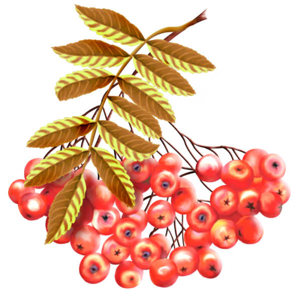 Гроздь рябины