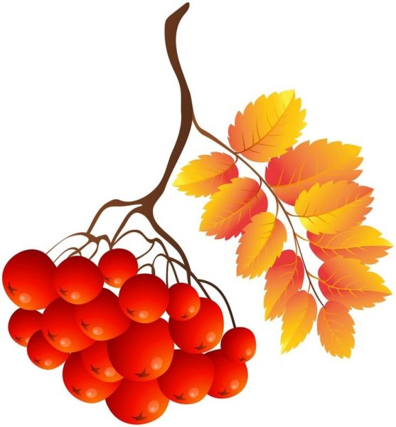 Рябина вектор