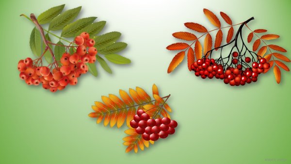 Осеннее дерево на прозрачном фоне