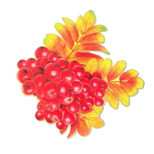 Рябина рисунок