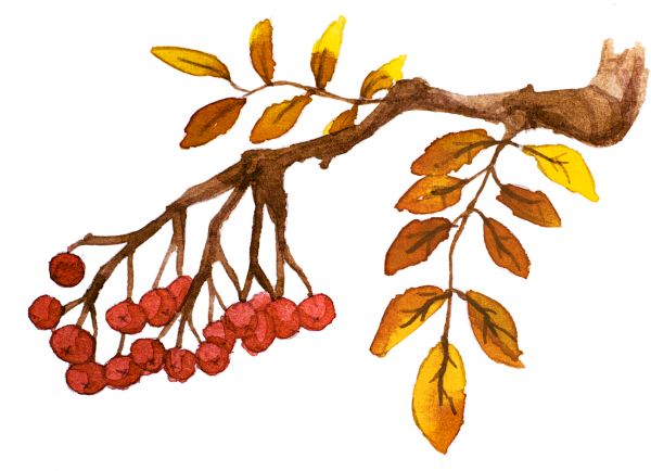 Кисть Рябинки гроздь Калинки