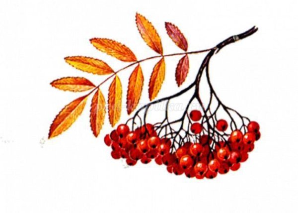 Рябина рисунок