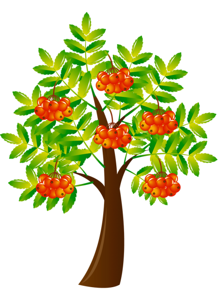 Картина ветка рябины