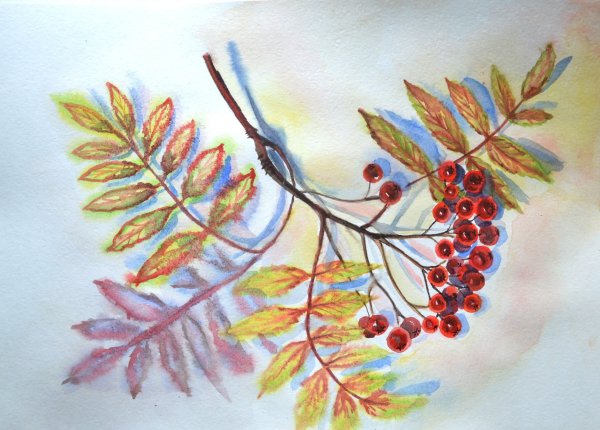 Ветка рябины рисование в подготовительной группе
