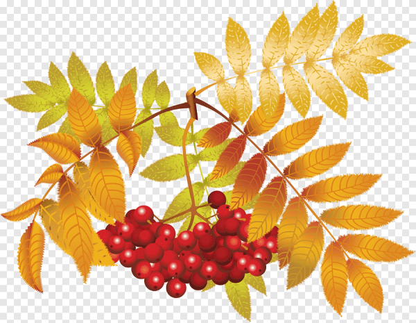 Ветка рябины рисунок