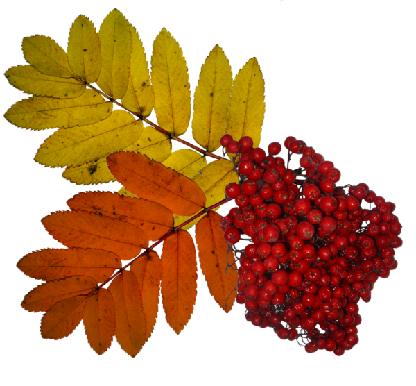 Кисть Рябинки гроздь Калинки