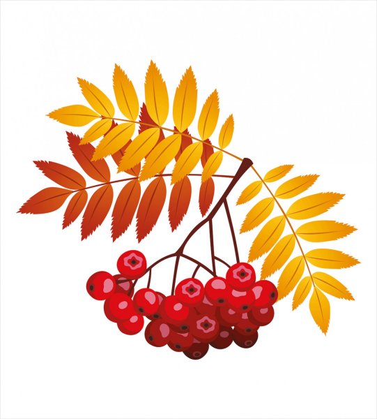 . Аппликация «ветка рябины» (а. н. Малышева)