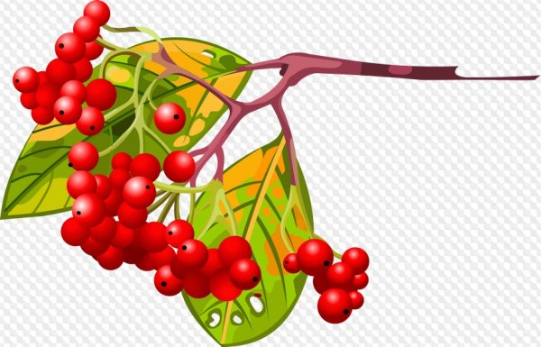 Лист рябины раскраска