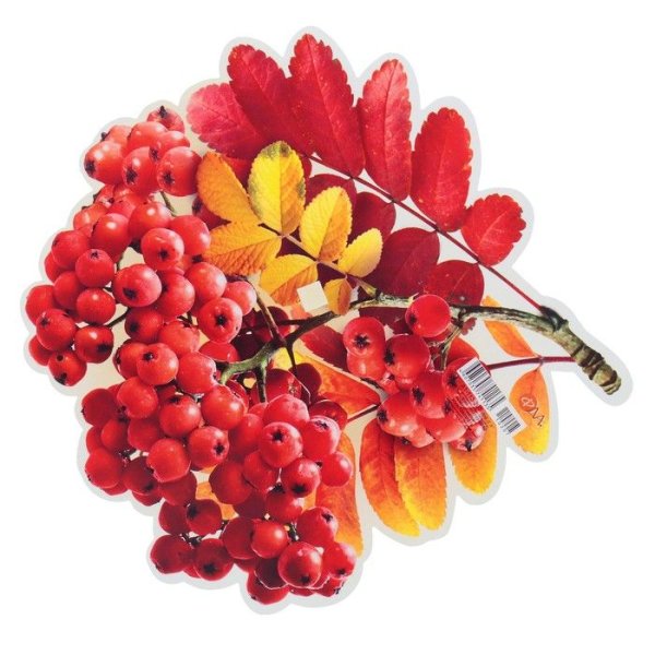 Листья деревьев рябина