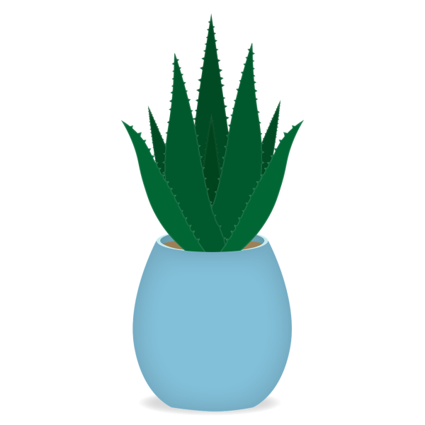 Алоэ для дошкольников