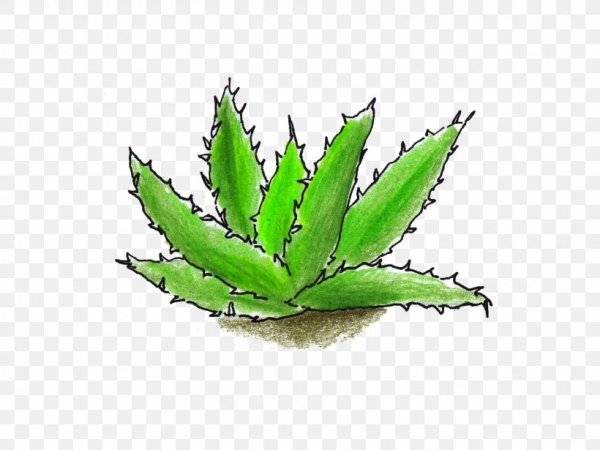 Алоэ столетник рисунок