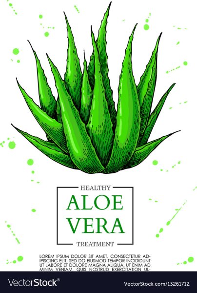 Алоэ Вера нарисовать