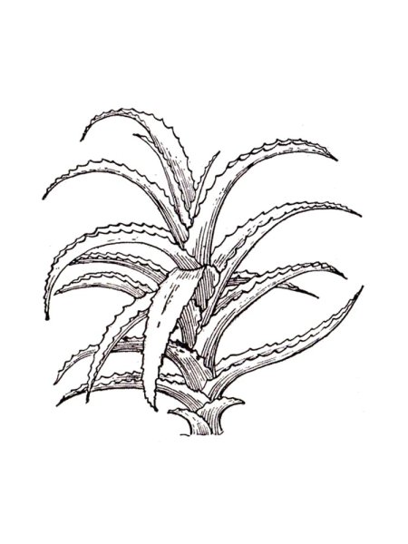 Алоэ столетник раскраска