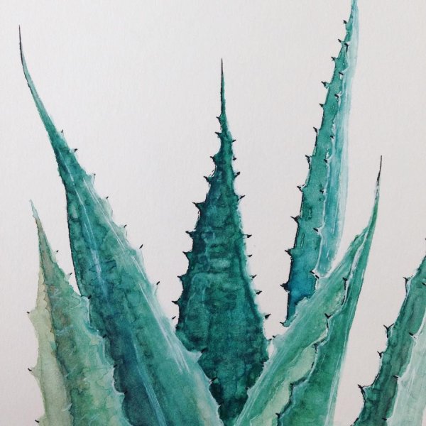 Алоэ Вера акварель