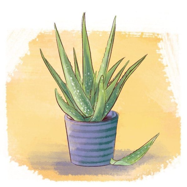 Алоэ Вера аниме