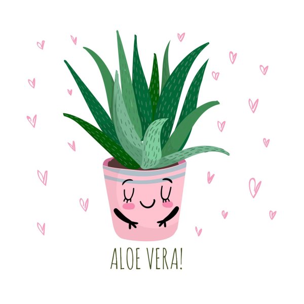 Рисунок алоэ в горшке