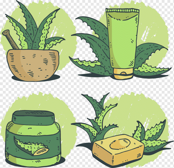 Алоэ рисунок