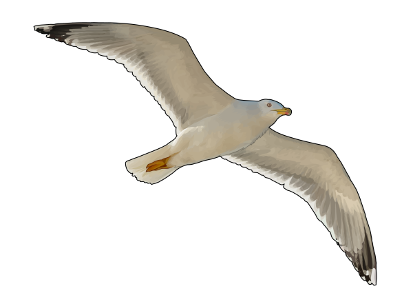 Чайка для детей