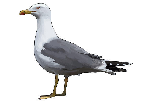 Чайки рисунок