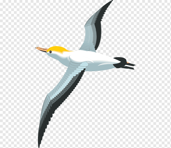 Чайка для детей