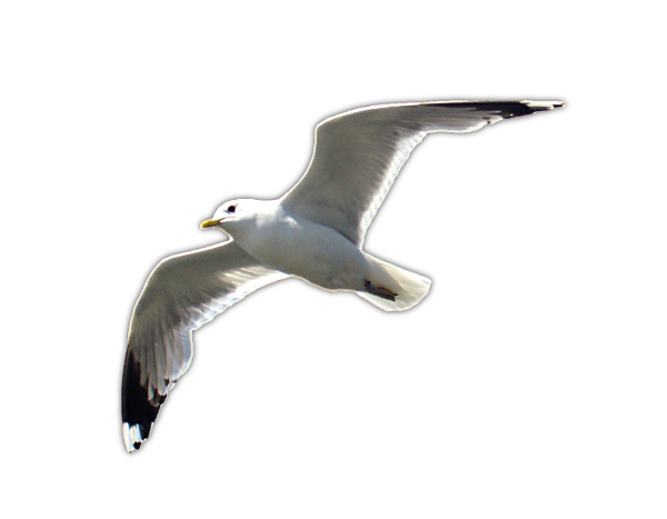 Чайки для скрапбукинга