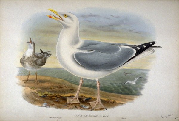 Чайки рисунок