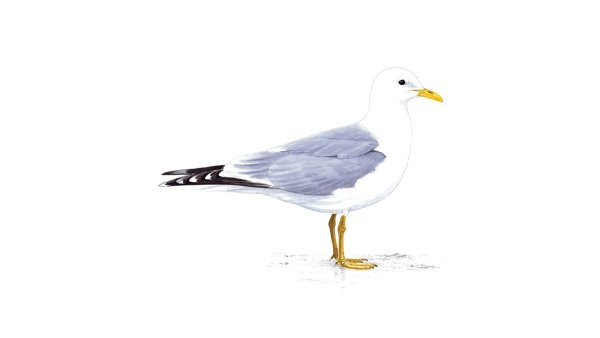 Озерная Чайка на белом фоне