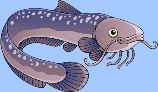 Сом картинка для детей