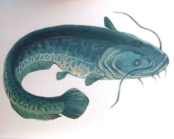 Рыба сом для детей