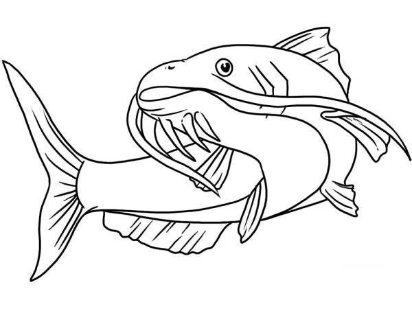 Сом раскраска