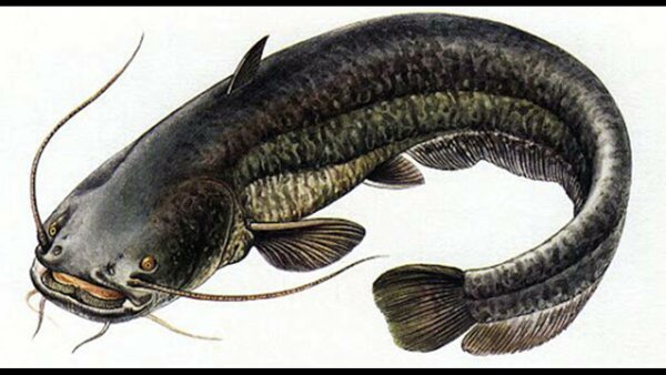 Полупроходные рыбы сом