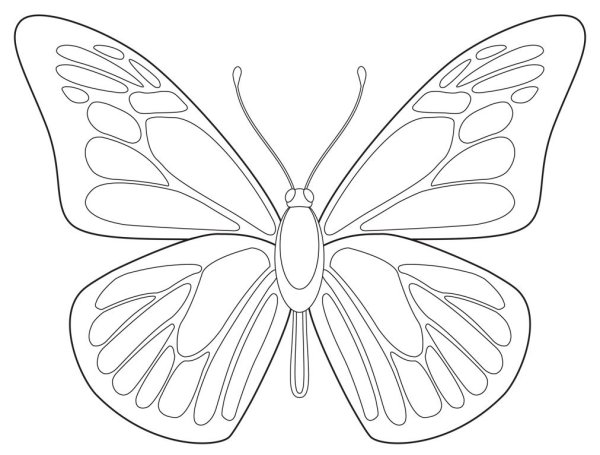 Шаблон бабочки