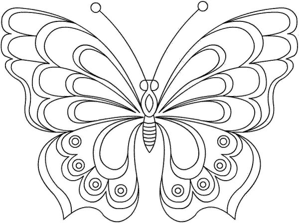 Раскраска "бабочки"