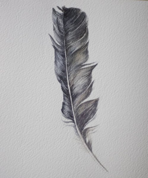 Зарисовать перо вороны