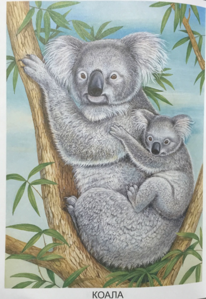 Рисунки австралийских животных