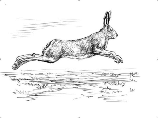 Бегущий заяц рисунок