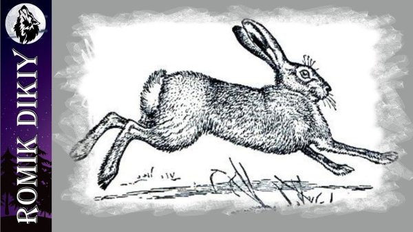 Заяц Русак иллюстрация