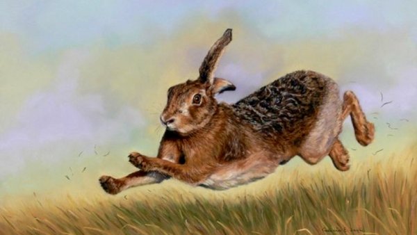 Заяц убегает
