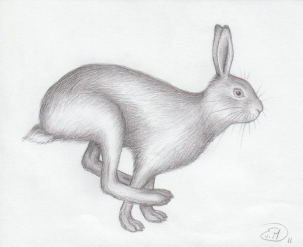 Заяц карандашом